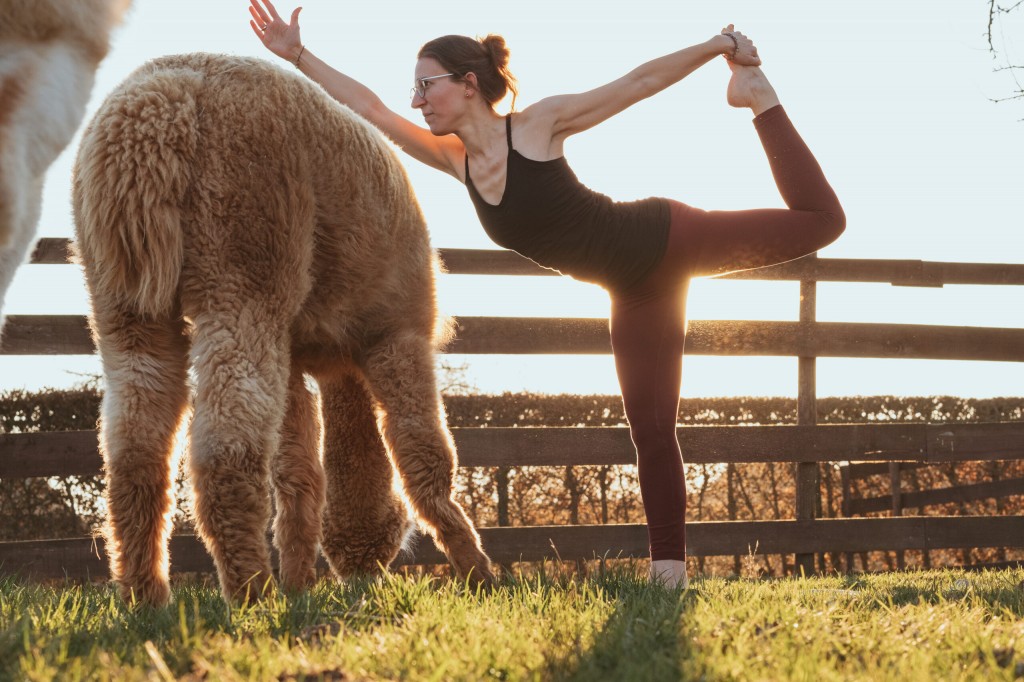 Yoga-Position "Tänzer" mit einem grasenden Alpaka
